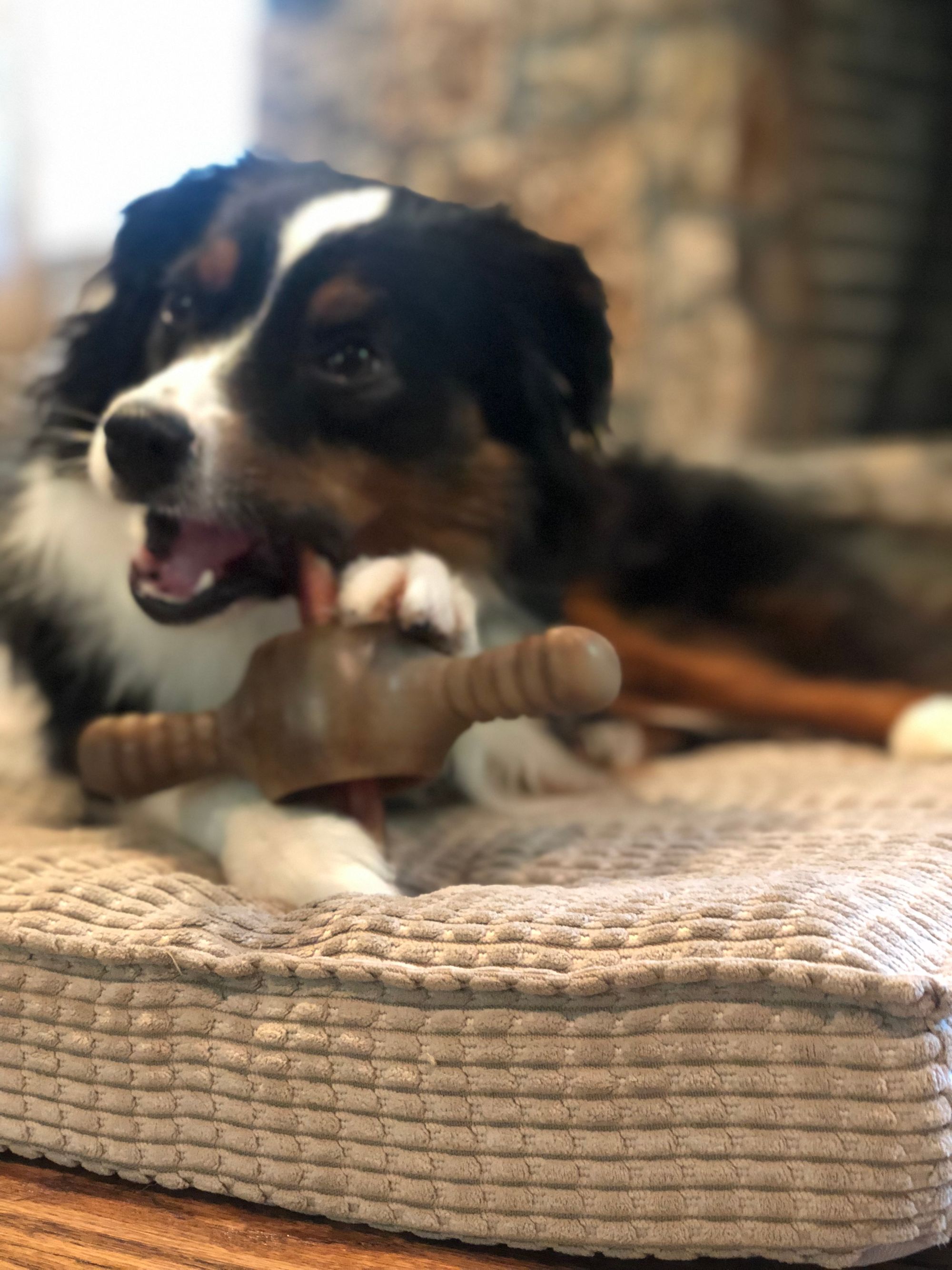 Bully Stick Holders: The Ultimate Guide