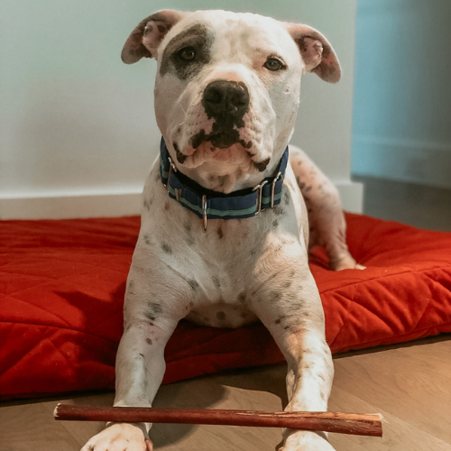 7 Ways to Increase Mental Stimulation for Your Dog Using Bully Sticks