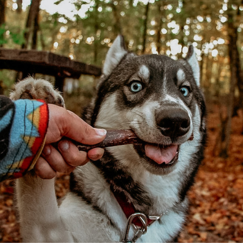 7 Ways to Increase Mental Stimulation for Your Dog Using Bully Sticks
