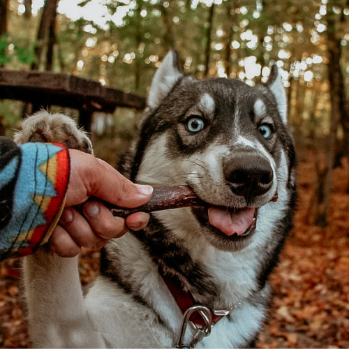 Mental Stimulation for Dogs – Everything You Need to Know - Best Bully  Sticks