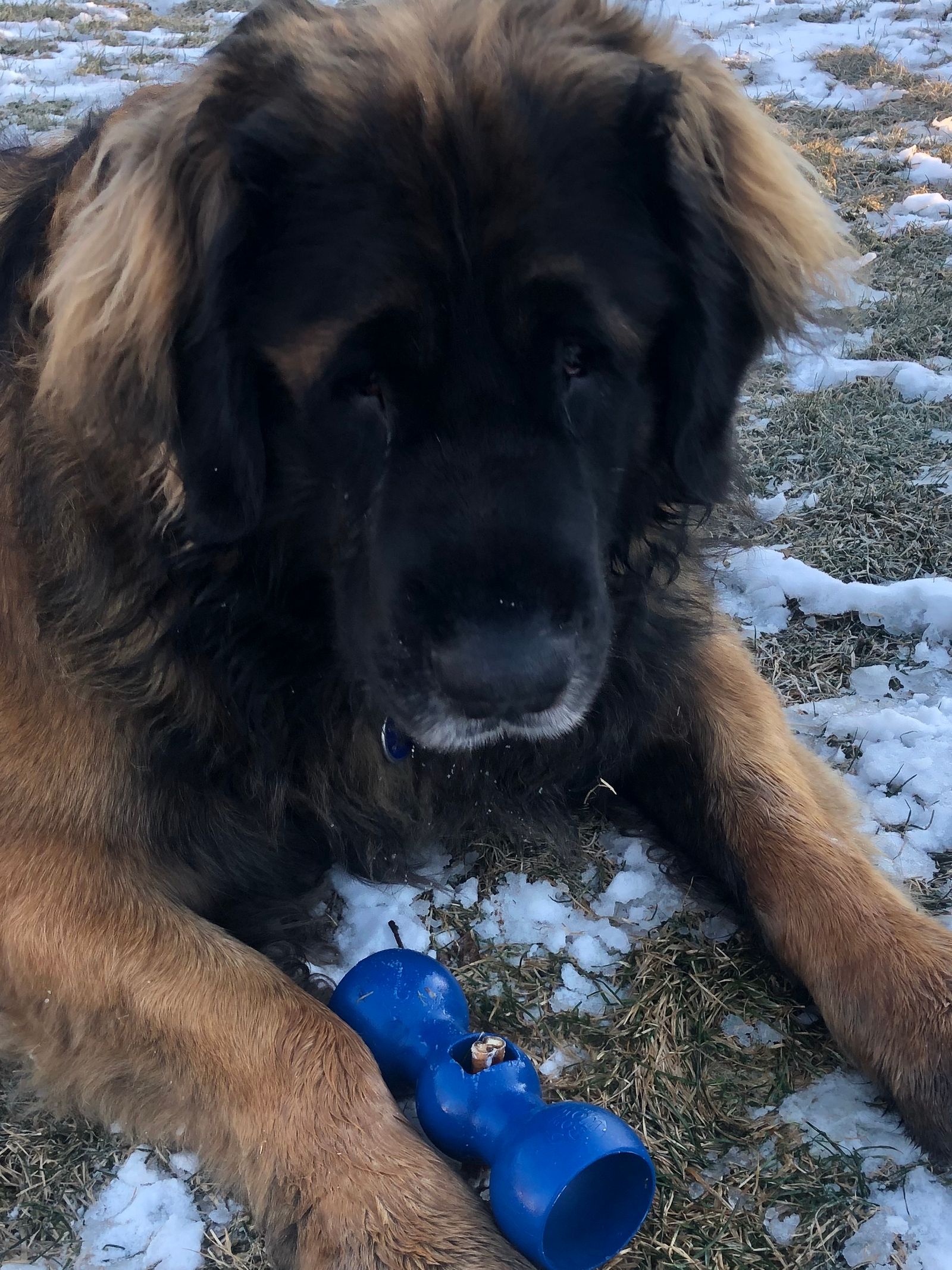 Bully Stick Holders The Ultimate Guide