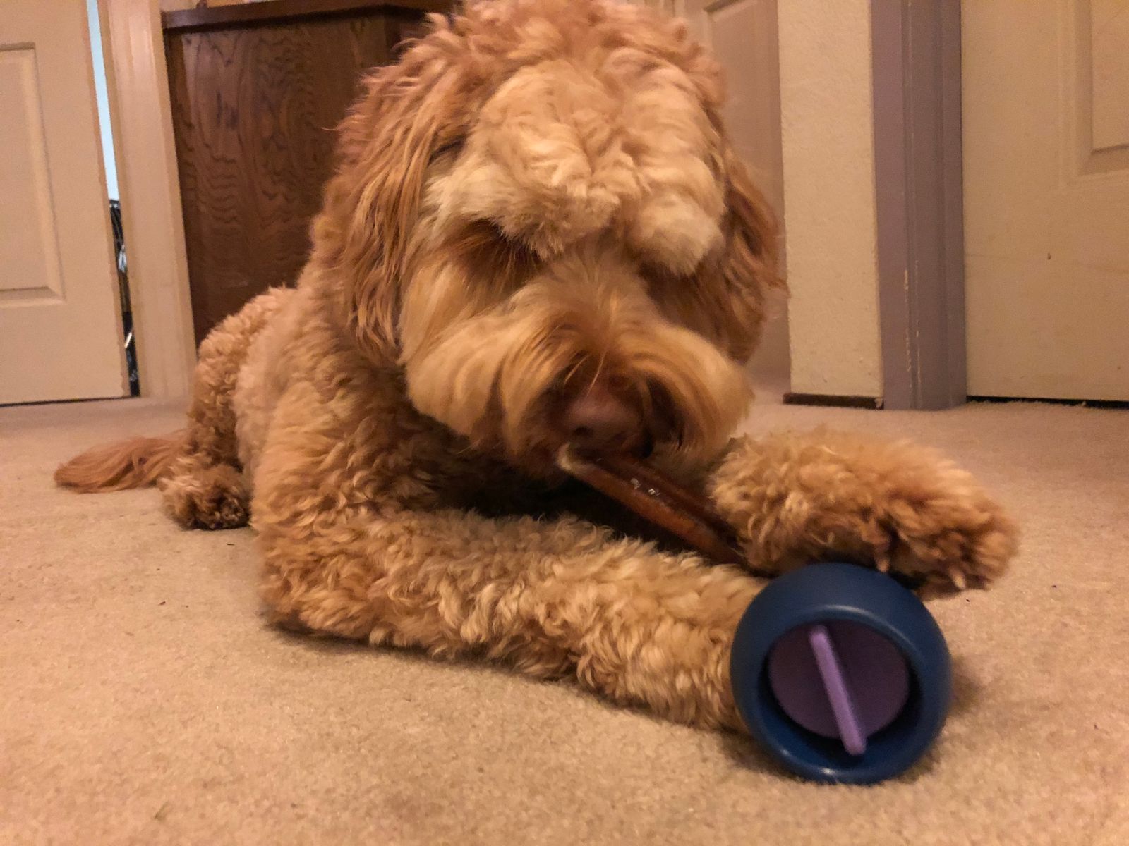 Bully Stick Holders The Ultimate Guide