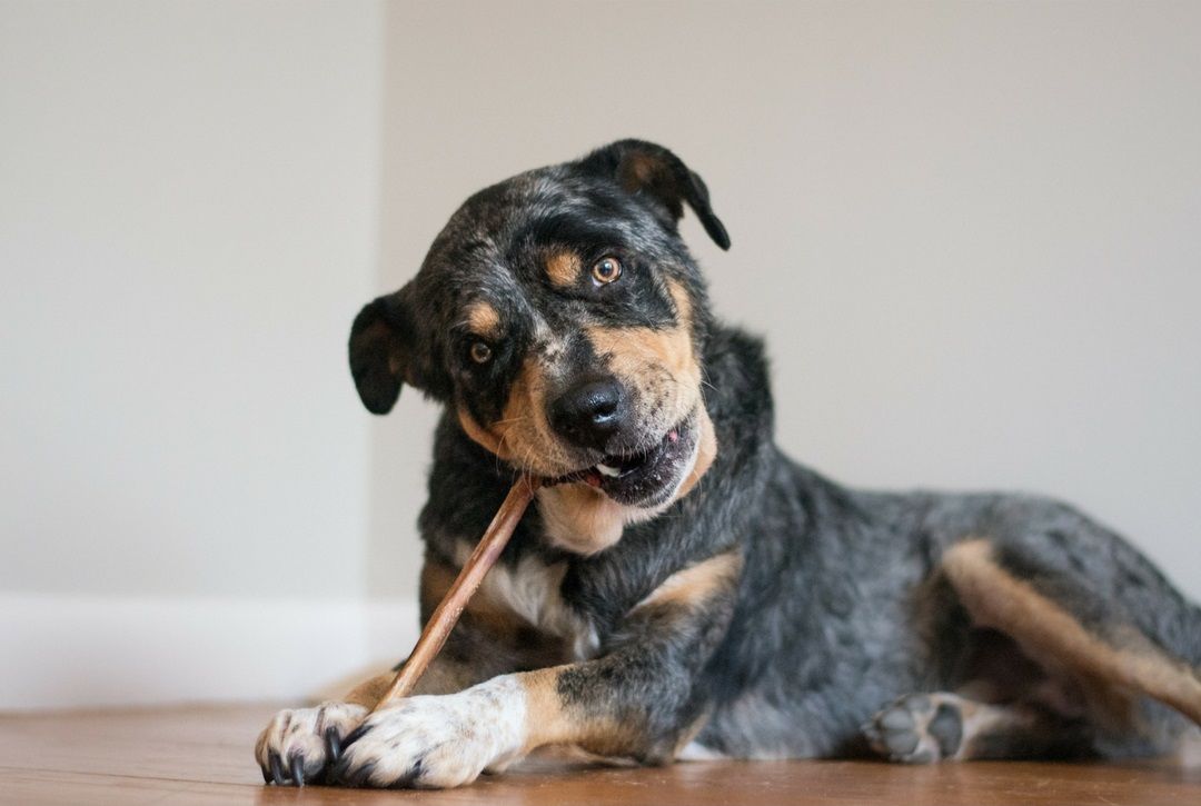 The Ultimate Stress-Free & Enjoyable Way To Keep Your Dog's Teeth Clean - Bully Sticks