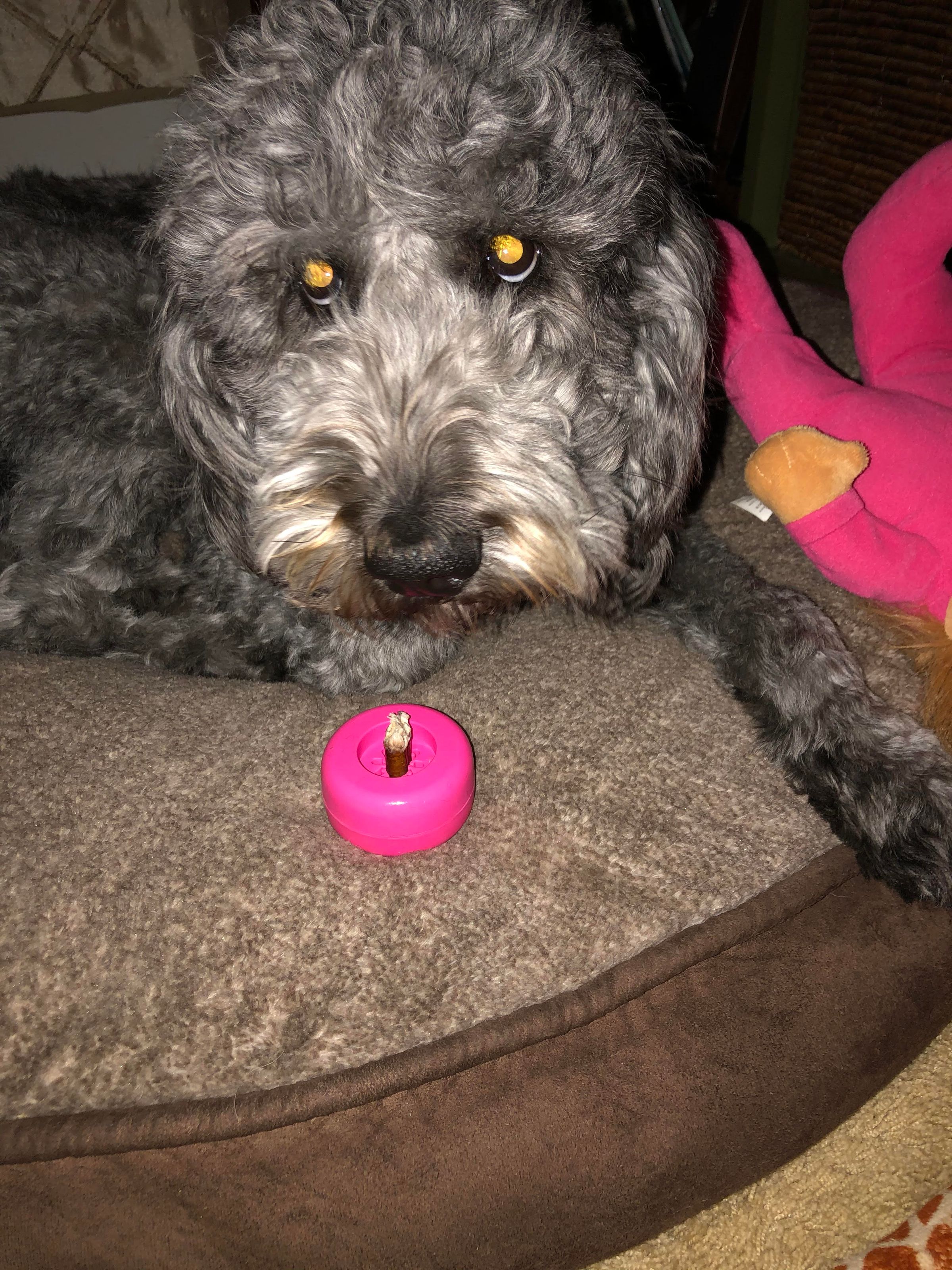 Bully Stick Holders The Ultimate Guide