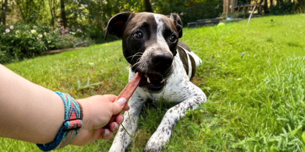 How long do bully sticks last?